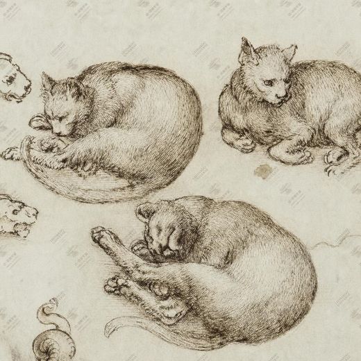 《猫的动作》 Movimento di un felino