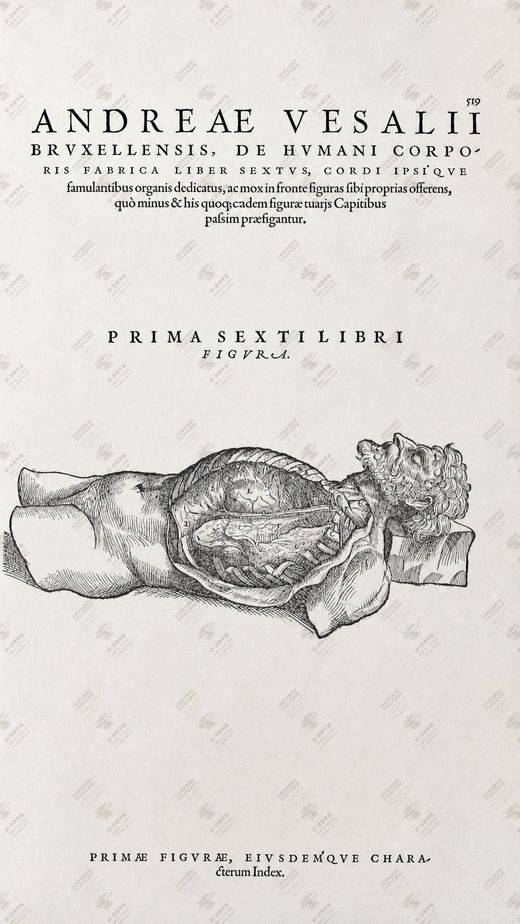 《解剖比较》 Anatomia comparata Leonardo–Vesalio